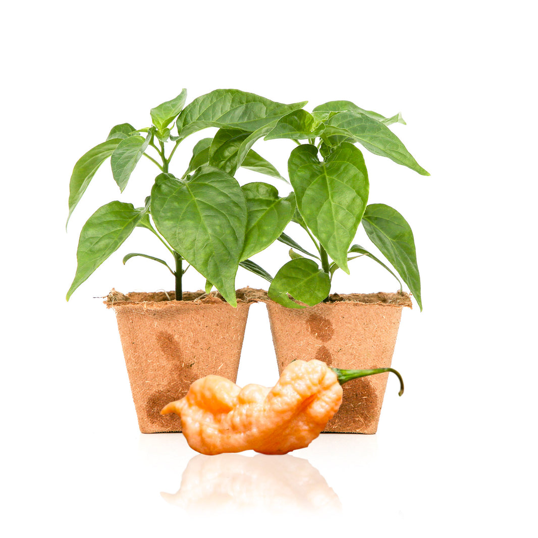 Live Hot Pepper Plants Delivered to Your Door Pepper Joe’s