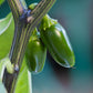 pepper joe's jalapeno pepper seeds