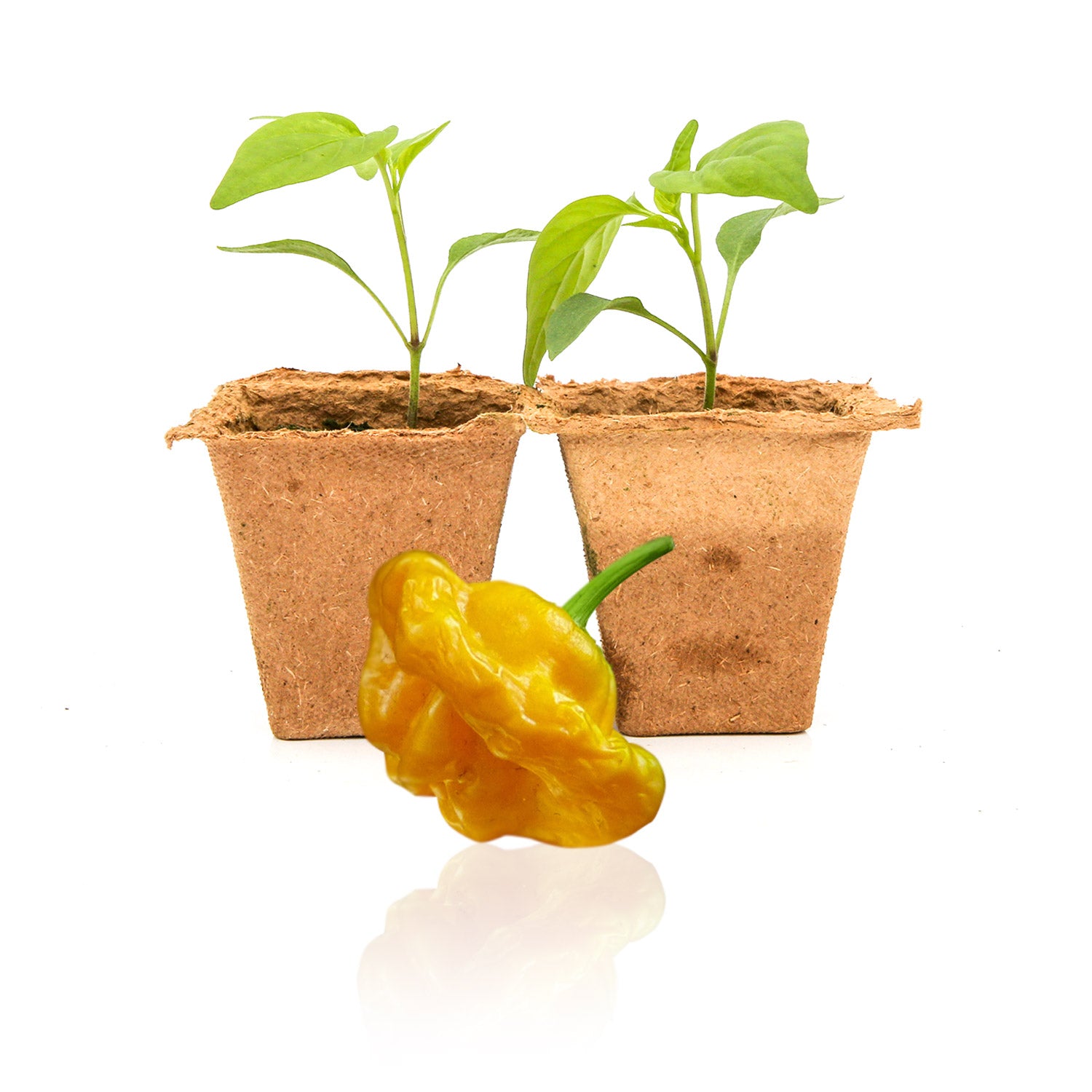 Pepper Joe's Jamaican Yellow Mushroom pepper plants for sale
