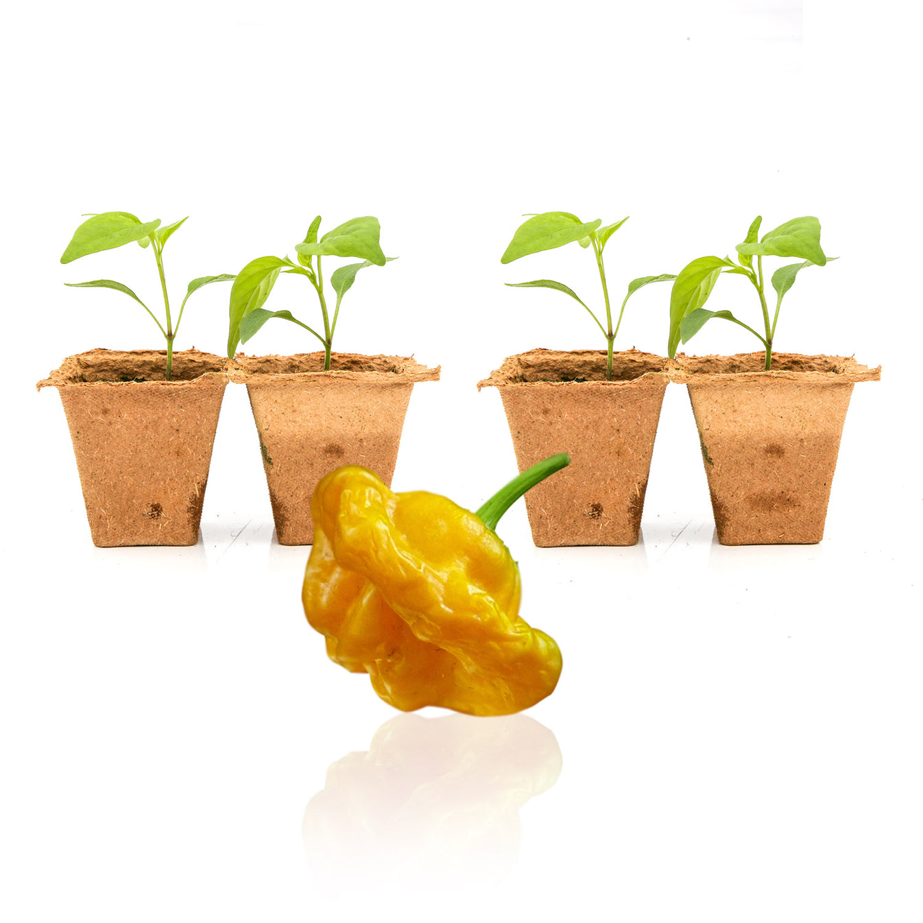 Jamaican Yellow Mushroom Pepper Plant Seedlings Pepper Joe’s