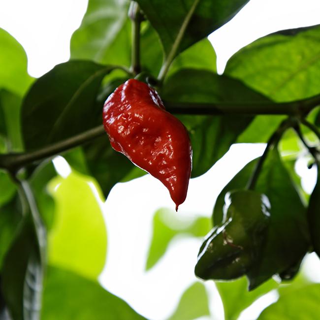 Pepper Joe's jigsaw chili - red jigsaw pepper growing on plant image