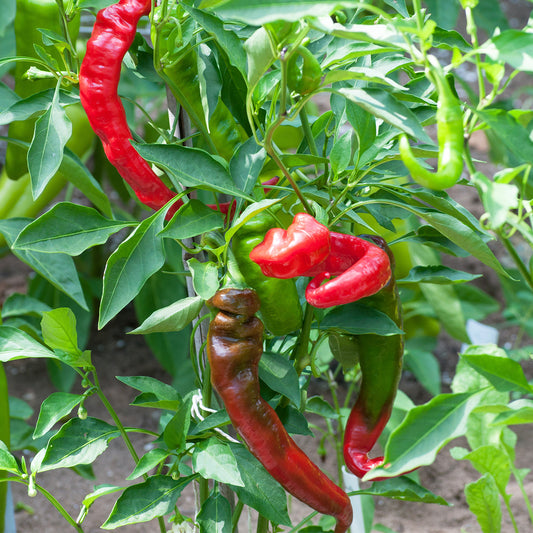 Pepper Joe's Jimmy Nardello's Italian pepper seeds - curved thin red peppers on plant image