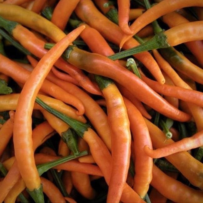 Pile of several orange Kilian peppers with green stems