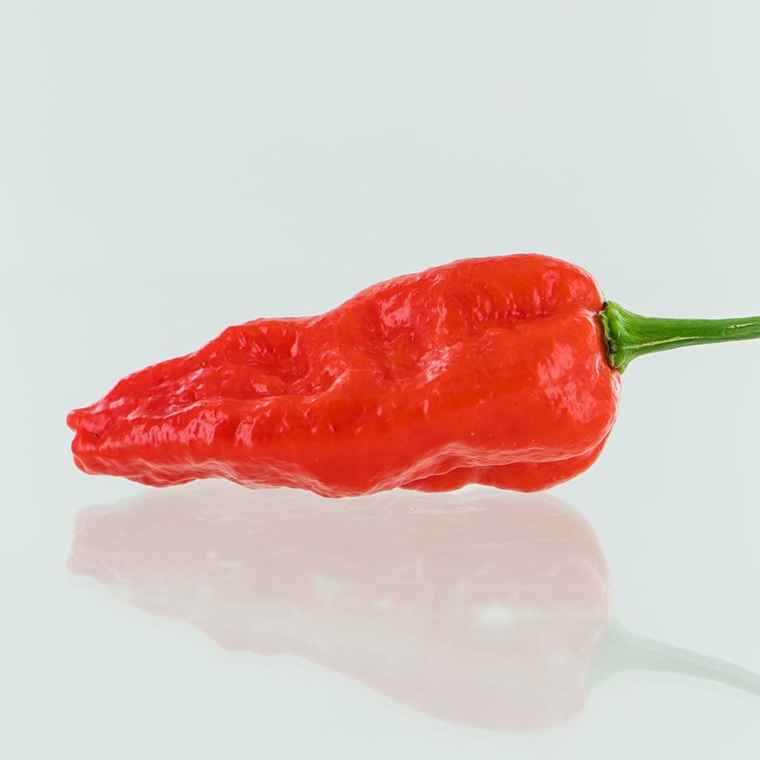 Komodo Dragon Pepper Seeds Novelty