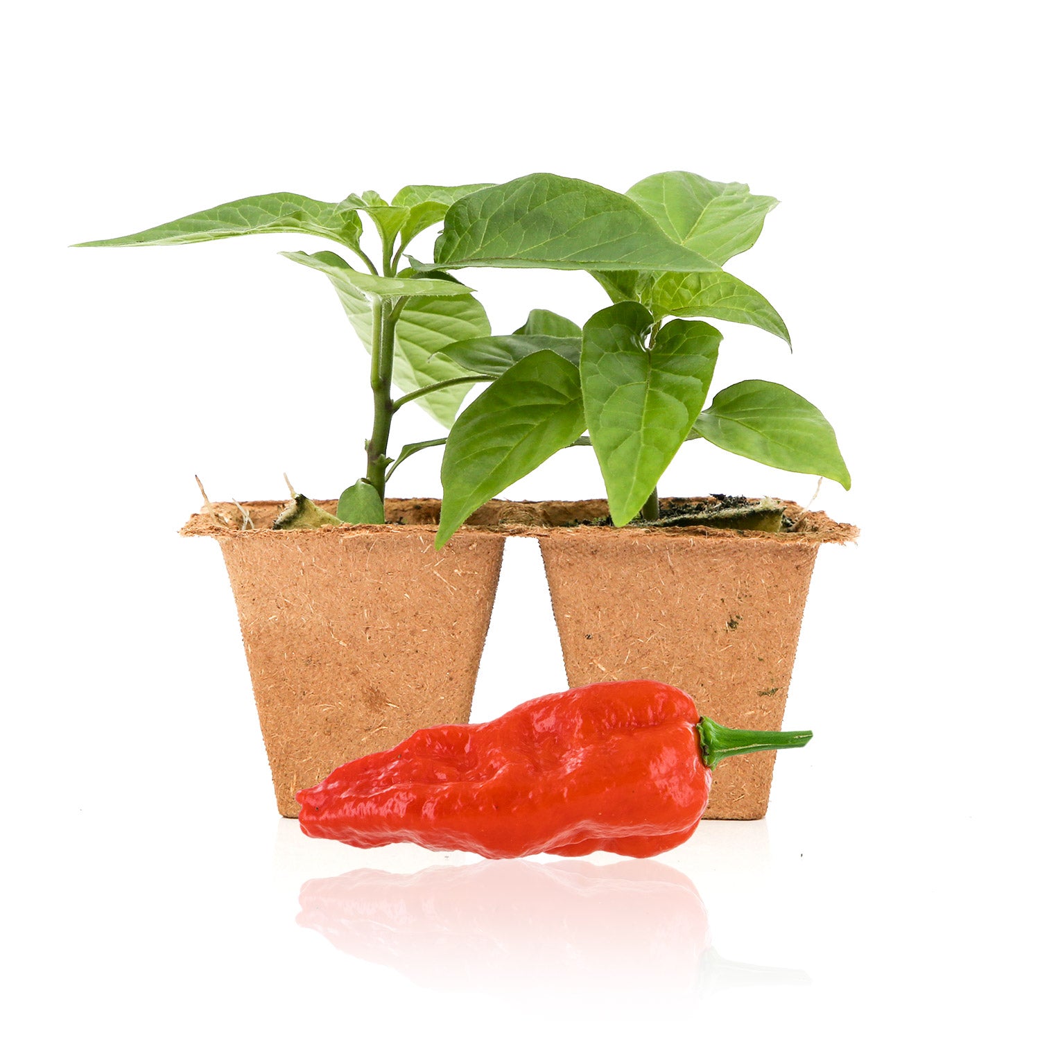Pepper Joe's Komodo Dragon pepper plants for sale