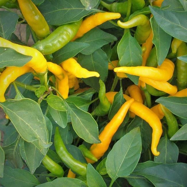 Yellow and green Kristian peppers surrounded by green leaves.