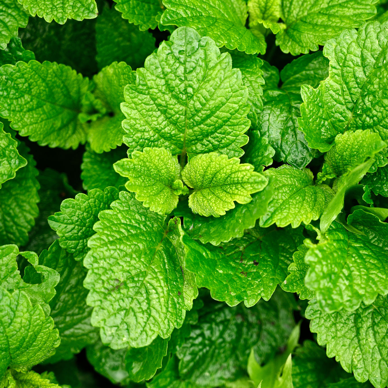 Lemon Balm Melissa Seeds – Pepper Joe’s