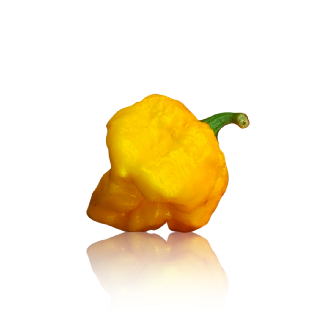 Ma Wartryx Yellow Pepper Seeds - Non Isolated Superhot