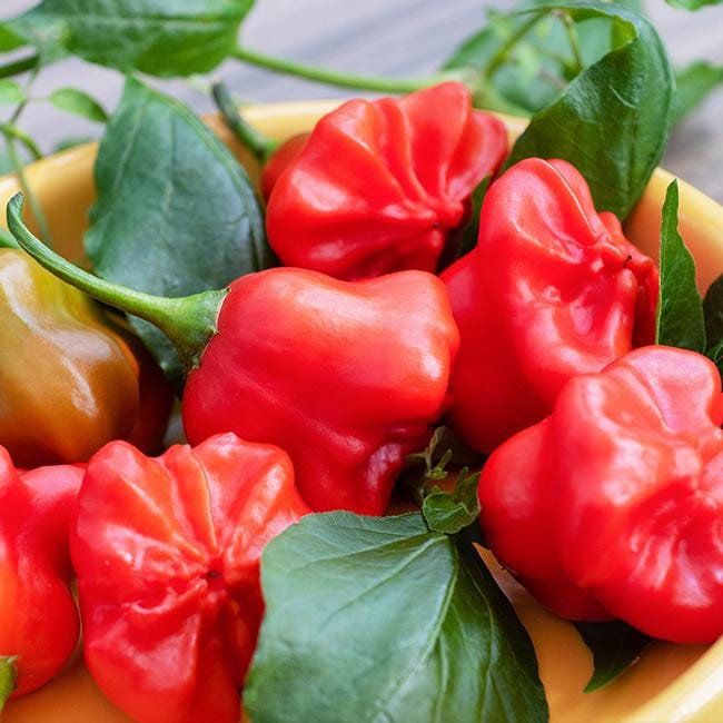 Mad Hatter Pepper