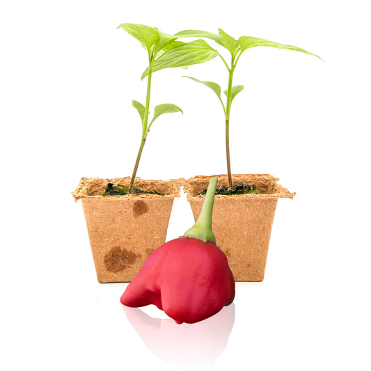 Pepper Joe's Mad Hatter Pepper Plants for sale