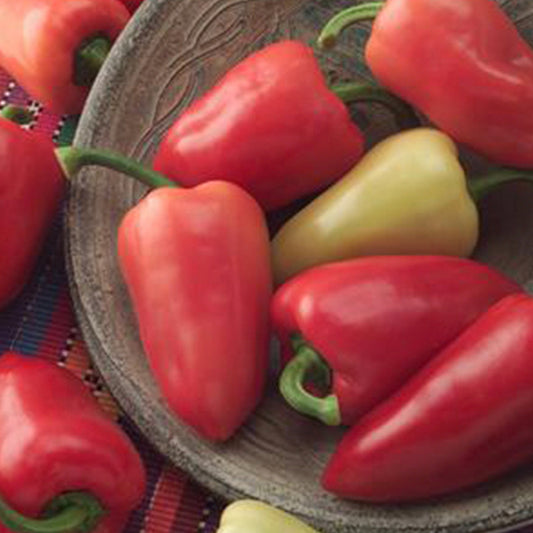 Mariachi Pepper Seeds Novelty