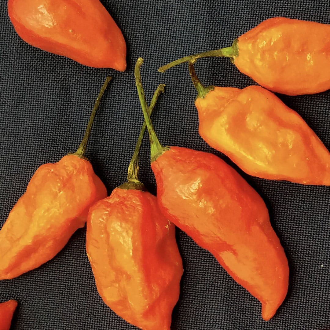 Pepper Joe's Orange Ghost Pepper seeds - orange ghosts on gray background