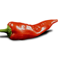 mirasol chili with a curved body and pointy end