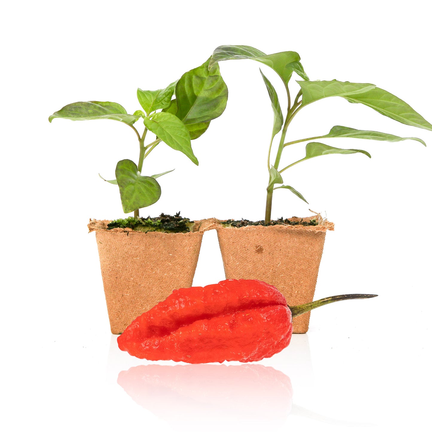 Pepper Joe's Mojo Pumpkintail Pepper Plants for sale