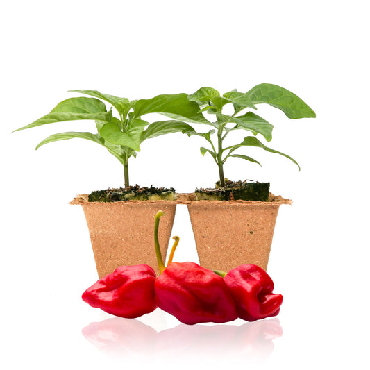 Pepper Joe's Moruga Trinidad Scorpion pepper plants for sale
