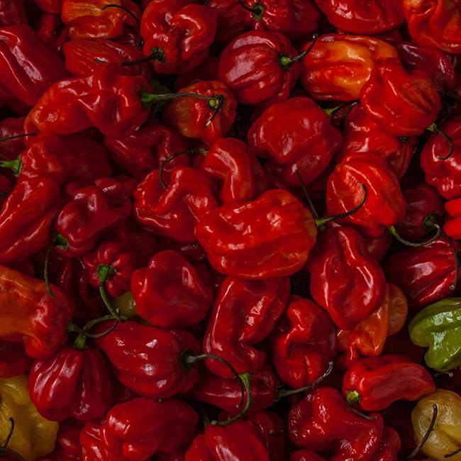 Moruga Trinidad Scorpion Seeds – Pepper Joe’s