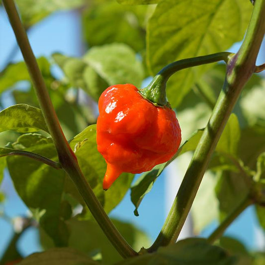 Pepper Joe's Naga Viper seeds - red Naga Viper pepper growing on plant