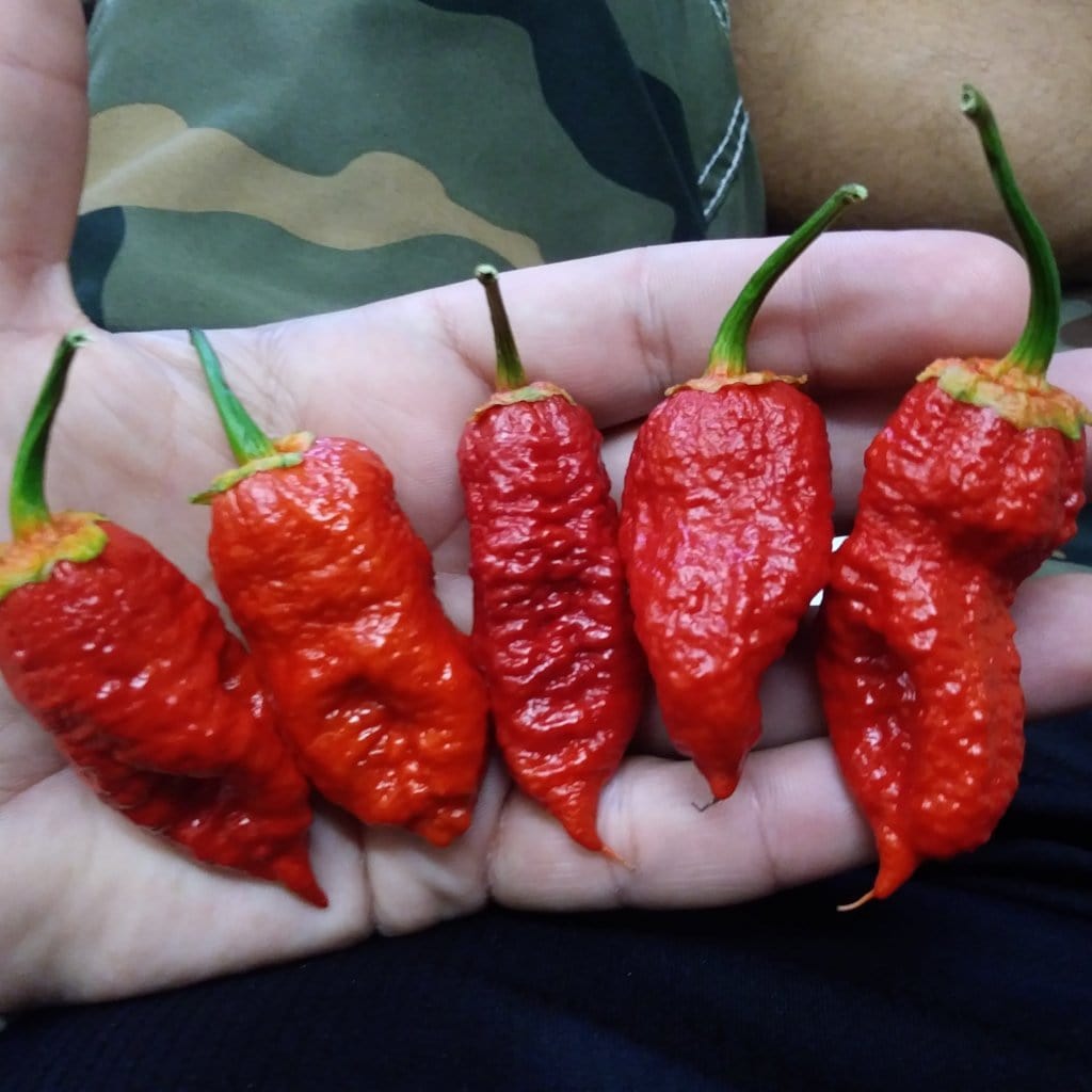 Naga Bubblegum 7 Pot Red | Pepper Joe's