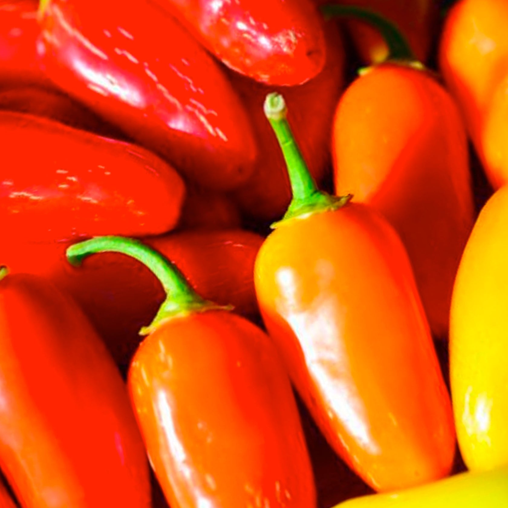 NuMex Pinata Pepper Seeds – Pepper Joe’s