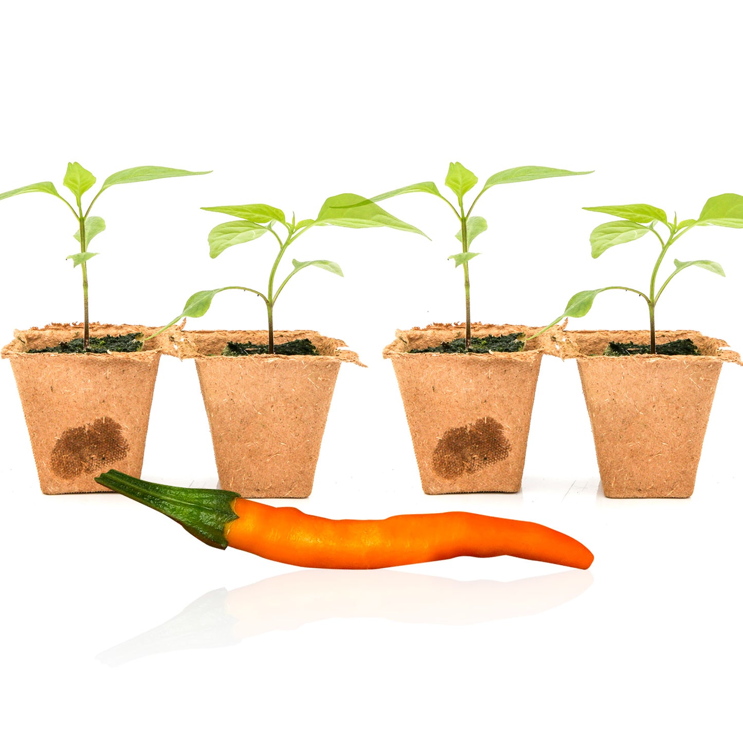 Pepper joe's Orange Cayenne seedlings for sale