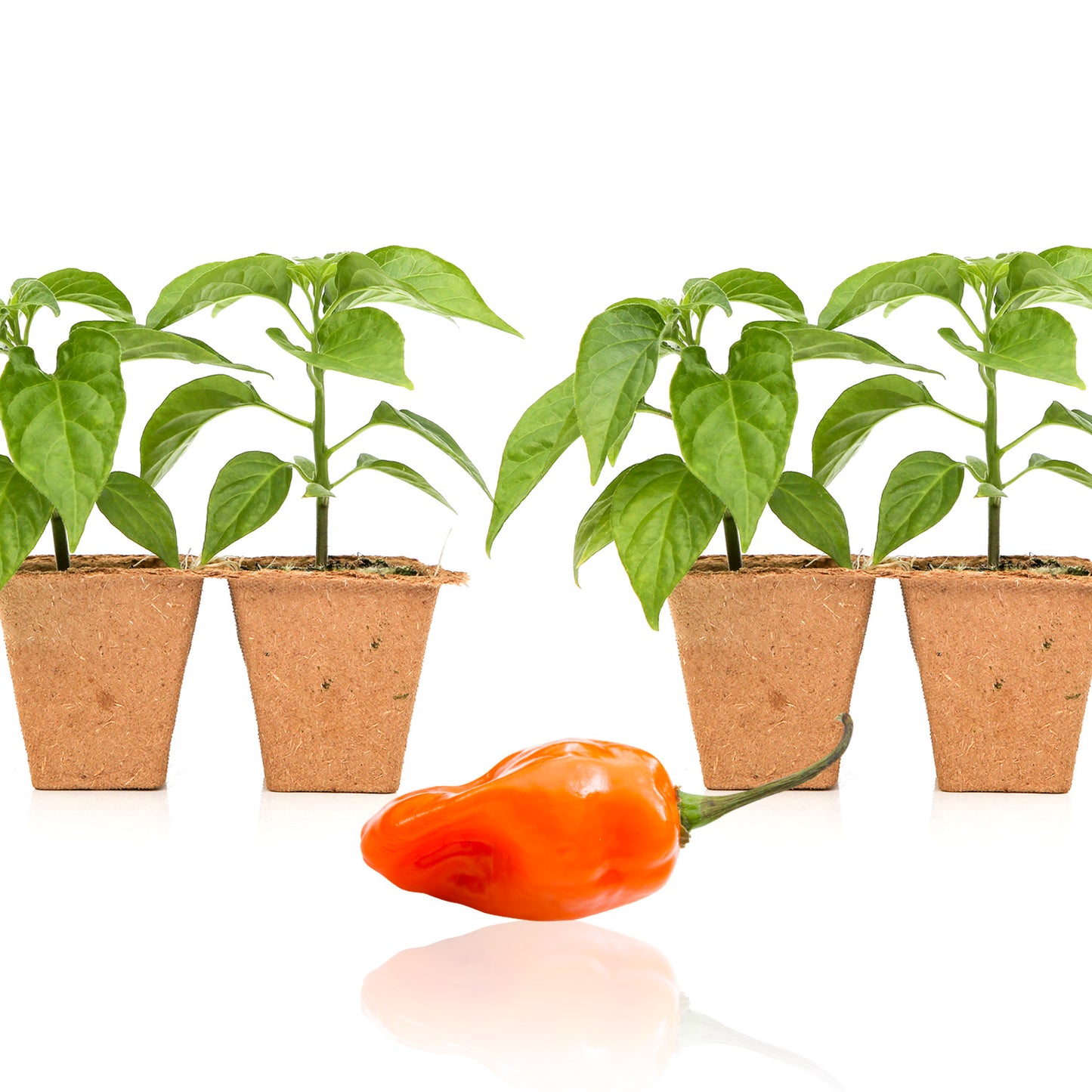 Pepper Joe's Habanero plants for sale
