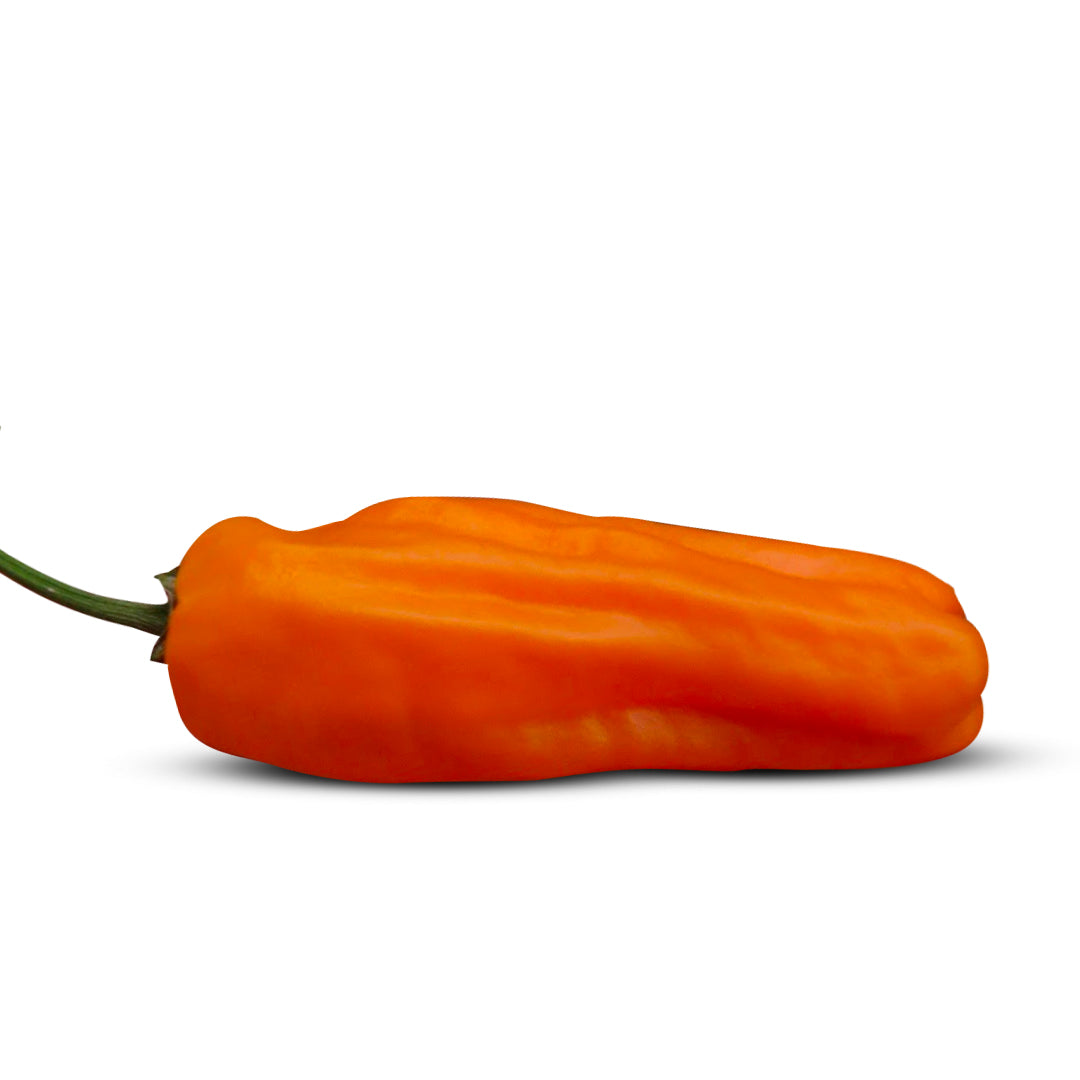 Pepper Joe's Jalapeno Orange pepper seeds - orange jalapeno pepper on white background