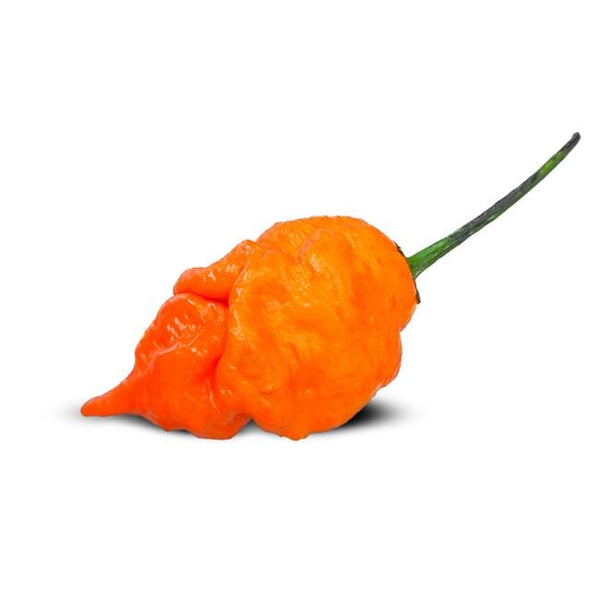 scorpion tail plant seeds Orange Long-Tailed Scorpion Seeds by Pepper Joe's