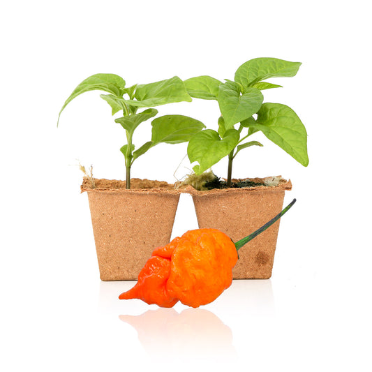 Pepper Joe's Orange Scorpion Pepper Plants for sale