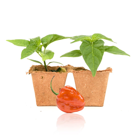 Pepper Joe's Orange Scotch Bonnet pepper plants for sale