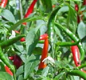 Thai Super Hot F1 Pepper Seeds Novelty