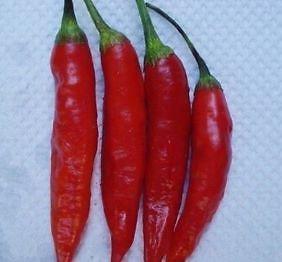 Dedo De Moca Pepper Seeds Novelty