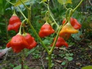 Cambuci Pepper Seeds Novelty