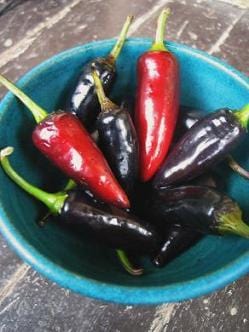 Czech Black Pepper Seeds Novelty