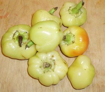 Apple Hungarian Pepper Seeds Sweet