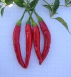 Red Hot Chili Pepper Seeds Novelty