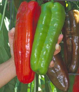 Marconi Giant Pepper Seeds Sweet