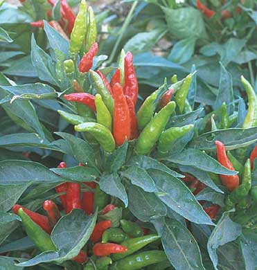 Thai Hot Pepper Seeds Novelty