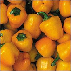 Baby Yellow Pepper Seeds Sweet