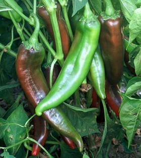 Numex Joe E Parker Pepper Seeds Novelty