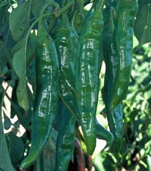 Numex Sandia Pepper Seeds Novelty