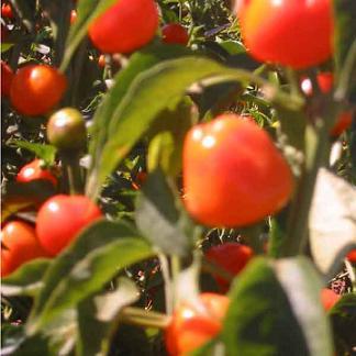 Mexibell Improved F1 Pepper Seeds Novelty