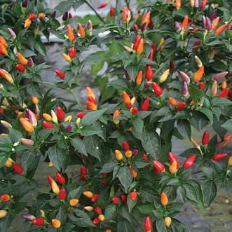 Numex Twilight Pepper Seeds Novelty