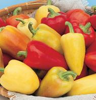 Antohi Romanian Pepper Seeds Sweet