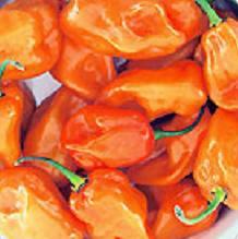 Habanero Magnum Orange Pepper Seeds Superhot