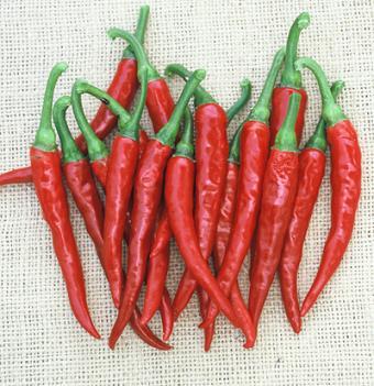 Ring Of Fire Pepper Seeds Novelty