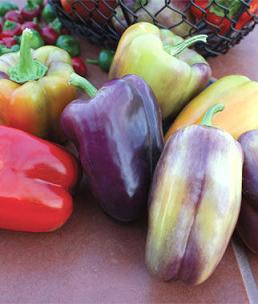 Pinot Noir Pepper