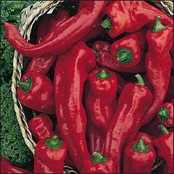 Georgia Flame Pepper Seeds Novelty