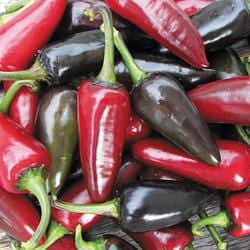 Black Hungarian Pepper Seeds Novelty