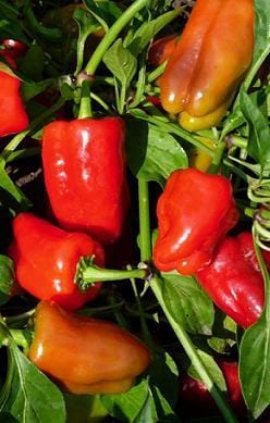 Cajun Belle Pepper Seeds Novelty