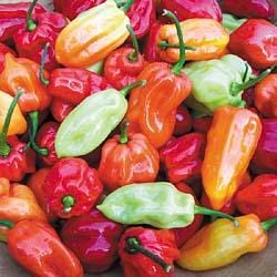 Tobago Seasoning Pepper Seeds Novelty